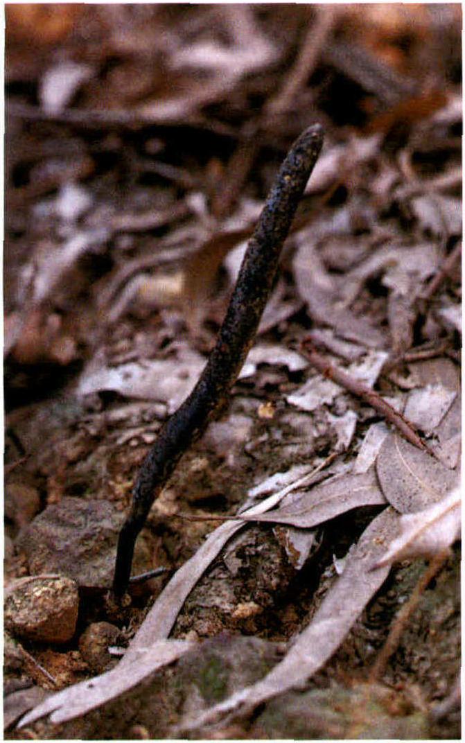 Xylaria nigripes(Kl.)Sacc.